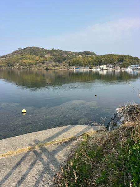 (株)エス・サイエンス【5721】 美味しそうな鳥