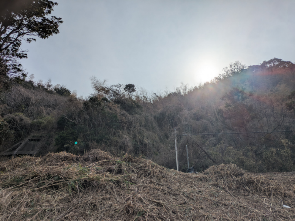 (株)エス・サイエンス【5721】 みなさん作業現場に朝陽を迎え健康に感謝して奉仕活動をして頑張っています。 後2時間ほど作業予定です。 葦を引っ張り回す時は腰を曲げ無い事の様です。 ウグイスもやって来て励ましてくれます。🥳😉 また昼休みに覗いみますね。