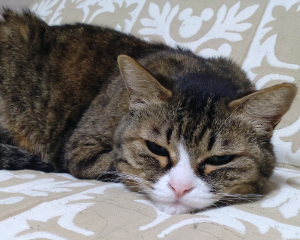 ベルグアース(株)【1383】 ボクは食べないけどご主人様のひとり言ニャン😺 メロン@2500の価値あるか? 正直微妙?🤔 でも今30万でここ1口買うのは価値ありって言ってるニャン😺 メロンはおまけだニャ😺