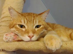 MIRARTH不動産投資法人【3492】 にわかに上げとる。 93000～94000のレンジ相場なら、空売りファンドの株価操作が見え見えだからね。 ちょっと色気付けて買いを誘っているんだろう。 その僅かな買いに借りてきた株を丁寧に充てているんだろう。 どうにかならんもんかね。