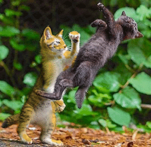 隠れ家 T ● p くーーーーーーーーん www (≧∀≦)ブハハハ八ノヽノヽノヽノ \