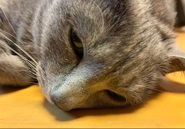 ハナちゃんの先物取引所の記録