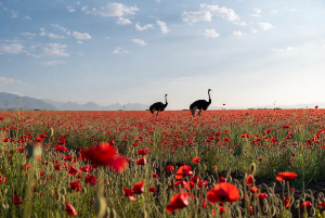 北浜キャピタルパートナーズ(株)【2134】 畑ならアフガニスタンの方が良かったな😊  画像はポピー畑な