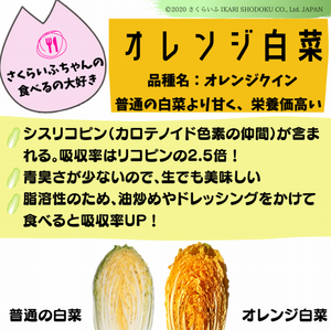 トリコのお部屋にゃ～ オレンジクイン 普通の白菜より栄養価高い💪