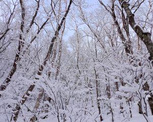 GX NASDAQ100・カバード・コール【2865】 新年、おめでとうございます。  　ここにいらっしゃる方の投稿は、 飾らず、誇張せず、人を批判せず、 自然体で素敵。  　写真の山は-17℃　凍てつく♪ 　今日は寒かった(笑)  　投資は趣味。　思考実験。 お金は使うが、お金に使われない。