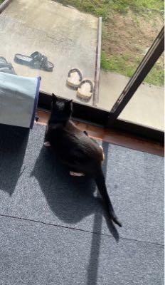 インスタ萎え 毎日走り回ってるよ イタズラが過ぎると制圧されてる 笑