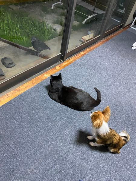 インスタ萎え 招かざるカラスか😫