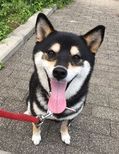 (株)アイ・オー・データ機器【6916】 馬鹿ってつらいよねw 資産の多くを一気に優良株につぎ込みまくってますwwwwww むこう3ヶ月間は猿でも儲かるでしょうねw 豚は無理です 売り豚はあw