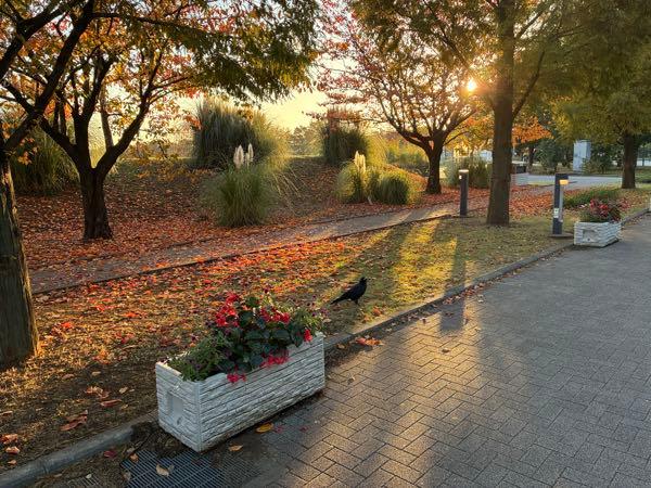 ライジーの居酒屋 紅葉🍁ー🙂