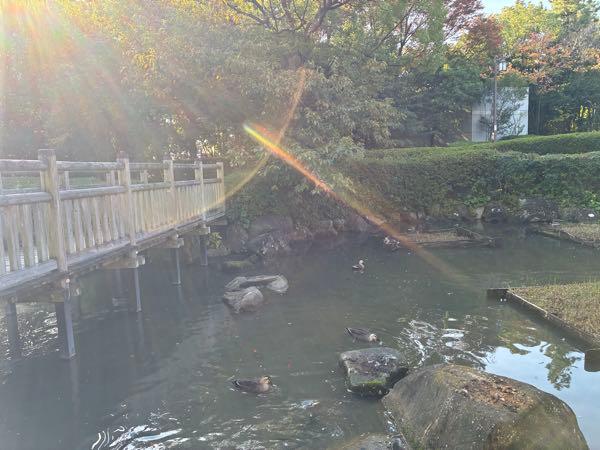 ライジーの居酒屋 シベリアからお帰りー😊