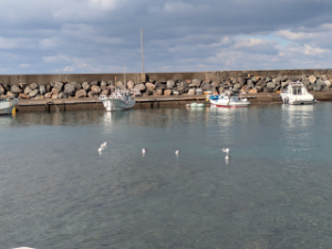 米中国際情勢の板, 呼んだら7羽がやってきました。