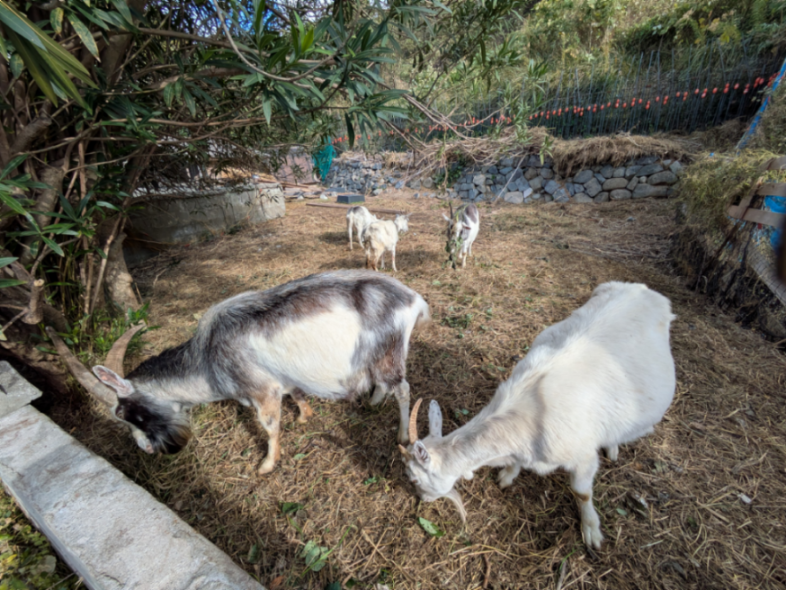米中国際情勢の板, 草刈り作業終わりです。 今の様子です。 朝と昼ご飯が一緒になりました。 午後からはのんびり～まったり予定です。🦆🌊☁️🐐