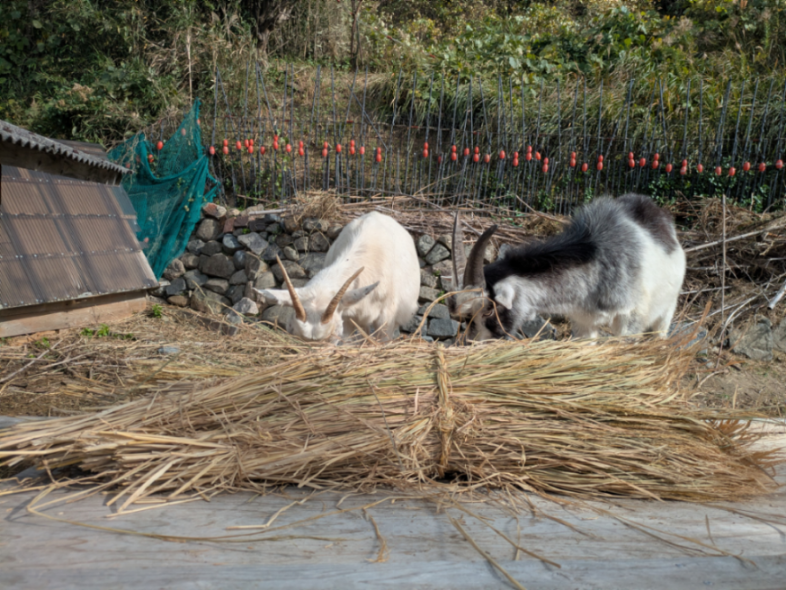 米中国際情勢の板, 去年の稲打ちの藁を与えています。😋🐐 灰汁が完全に抜けていますね。 政局は1200億円の無駄の指摘が持ち上がった様ですね。 〇〇党はどうするのでしょうかね。👀😱