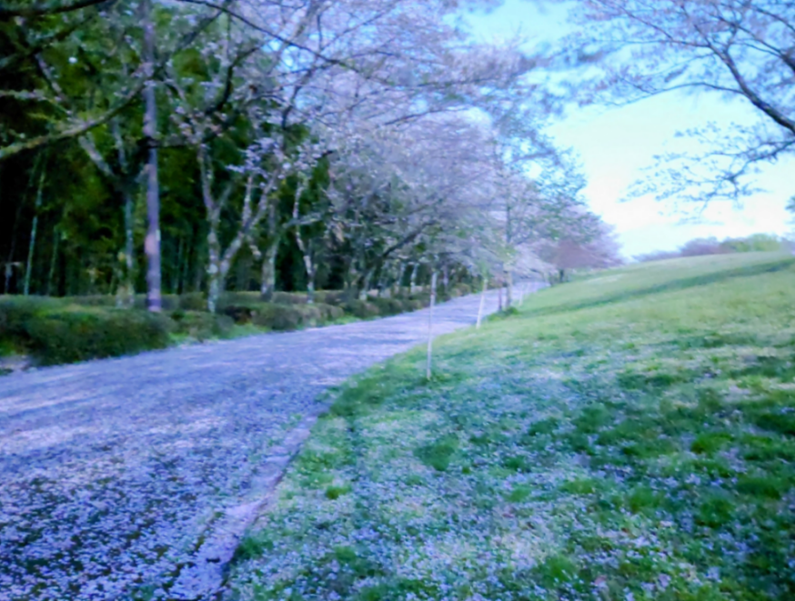 月と雲と…黒幕の部屋 設定次第でなんとかなるもんてすよ。 これ4月の夜7時半。 ほぼ真っ暗の中での携帯での撮影。