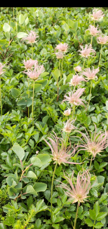 招き猫 チングルマの花が散った後にはこんなになります…