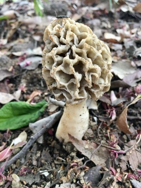 もるもる お話し だーいすき♡ 白い変なキノコもありました。 写真に写して、拡大したら、 傘の上に虫もいました♡