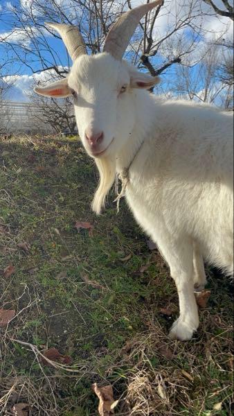 (株)ビーマップ【4316】 毎日のように 信用狩り、機関の餌