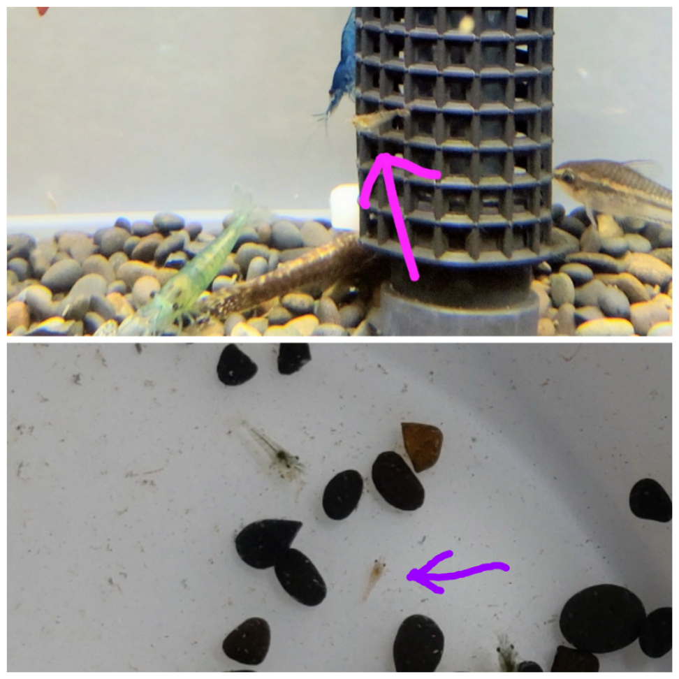 ちくわのつぶやき お好みちゃん おはようございます✨  昨日は持ち株が全部プラス🎉 遅ればせながら私の持ち株にも追い風が！？🤭 アルメちゃんも何故だか上がってる🤔  昨日は🇺🇸休場でゴールドはレンジ相場、そんな日は触らない方が良い！って事で、夜は水槽のメンテしてました🌿🐠🦐😄  隔離水槽から脱走した子を発見したので写真撮りました🦐 一緒に写ってる子は小柄なこなのであまり大きさ伝わらないかな？😅  それと隔離水槽を洗ったら中からさらに小さい子を発見🔍️😳  2回目に産まれた子っぽいですがどうやって入ったんだろう🤔 ごはん用に水草を移したんで、そこについてたのかな？  小さすぎて隔離しててももう見つけられない 笑 とにかく1匹でも見つけられて良かったです🎵🥰  今日はゴールド大きく動くかなぁ〜😄 本日も頑張りましょう🤩✊