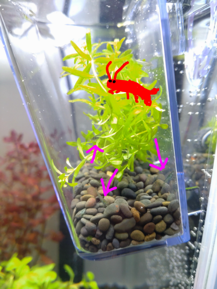 ちくわのつぶやき お好みちゃん！ エビの赤ちゃんいました！！😍  水槽の水がめちゃめちゃ白濁してどうにもならなくなったのでリセットしました！ 水草も全部抜き取って&hellip;  そうしたら小さな何かがいる🔍️と思ったらエビの赤ちゃんでした😆 全てを救出出来たかわかりませんが、とりあえず12匹ぐらいいました🦐  赤いエビさんの子供だと思うのですが、ほぼ全部水色で、白っぽい感じの子が2匹ぐらいしました😄 ここから色が変わるのかわかりませんが、とりあえず隔離出来たので大きく育ててみたいと思います🦐🥳  黄金エビさんですが、水換え前には卵あったのに、さっき見たらなくなってました🥺 水替でビックリして離しちゃったのかなぁ〜💦 水替終わってから離れたなら良いのですが&hellip;  とりあえず写真だと大きさが全くわからないと思ったので、親エビさんの絵を描いてみました🤣  赤ちゃんエビさんは本当に小さいです✨ でも、これでも大きくなった感じです💡 私が最初見た時は細かい砂粒ぐらいの目しか認識出来なかったので😄  とっても可愛いです💕🦐