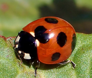 ＨＳホールディングス(株)【8699】 がんばって