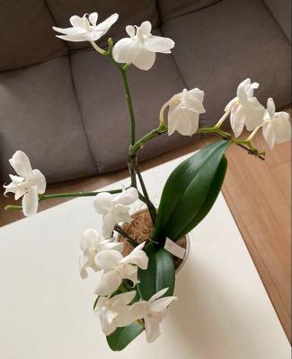 (株)サカタのタネ【1377】 お花が残りわずかになったミディ胡蝶蘭のシルキーという品種で、7,500円(?)から1,500円にお値下げになってましたから、うちの子になりました。来年も咲かせてみせましょう。 マイクロ胡蝶蘭もありましたが、2本立ちで2,250円でした。そちらも遠からずお値下げされそうでしたね。 100株でも5年目にはBコースになって胡蝶蘭を選べます。それまでに腕を磨いておくのもありかもしれませんね(笑)。