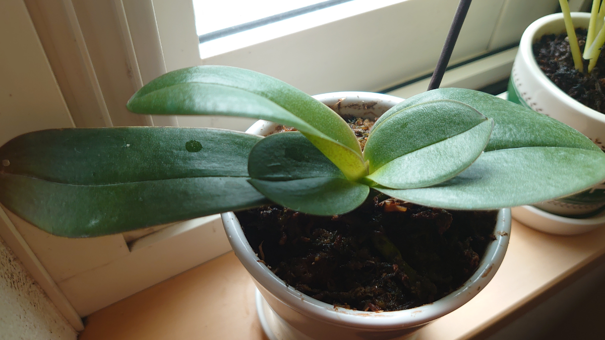 (株)サカタのタネ【1377】 葉っぱの大きさがなんだか変だがこの冬もちゃんと花咲いてくれるといいなぁ