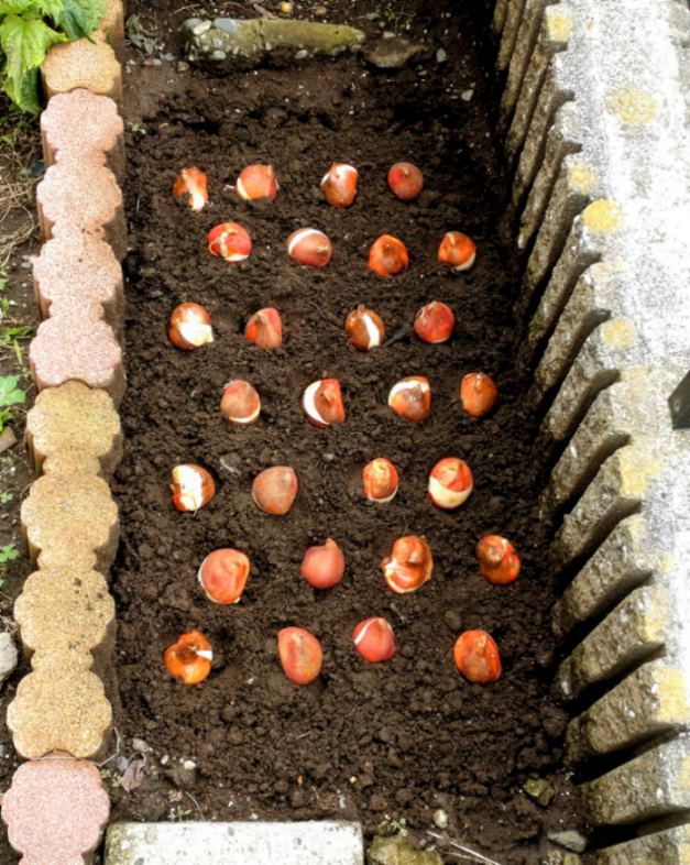 (株)サカタのタネ【1377】 今日から株も三連休🥱 日経は上がれど、上がってるのは主に半導体🤔 他はパッとしない気がする🤔  まぁ、それでもここは復調してきたと言えるかな〜🤔 5月の権利日までダラダラ上がってくれれば御の字🤗  今日は優待球根の植え付け🤗 （添付は仮置き） 今年も勝手に🌷定点観測投稿します🤗