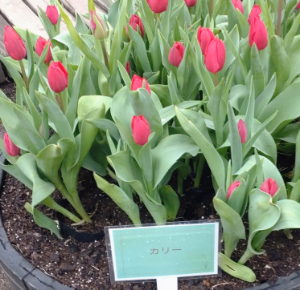 (株)サカタのタネ【1377】 カリーは赤でした🧐 クリスマスまで持てば良いけど🤔 株価はボックス底値切り上げで、心持ち花も綺麗に見える🤗