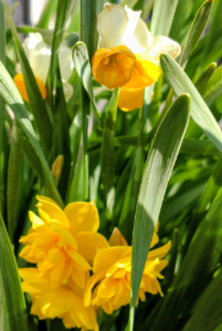 (株)サカタのタネ【1377】 昨日はゲーセクとバイオで被弾し、傷心中😮&zwj;💨 三連休は花でも見て心を鎮めよう🤨  優待西洋水仙が咲き始めました🤗 奥が元からある和水仙、手前が優待 去年とは花が少し違うかな〜？ 順次色違いが咲くと思うのでこらからのお楽しみ🧐