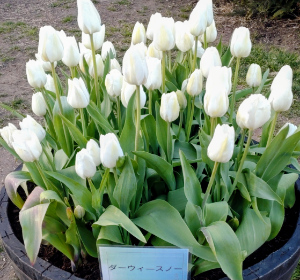 (株)サカタのタネ【1377】 この掲示板、最近賑やかになって来ましたね🧐  でも日々の上げ下げで一喜一憂しちゃダメだよ😎 ここは短期のキャピタルゲインを狙うには向かないよ👎  例えば、一度現物で買ったら、少しの配当と優待球根貰って植えて、季節の移ろいを感じながら優しく見守る、そんな銘柄🤗  近所の公園のチューリップ、また植え替えてました🤗 通常株は入学式あたりに咲くけど、それまで植え替え続けるのかな〜🧐