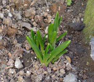 (株)サカタのタネ【1377】 優待の放ったらかし球根釣鐘草🧐 放ったらかして２シーズン目も芽が出て来ましたよ🤗 この株も現物放ったらかしとけば芽が出るよ🧐