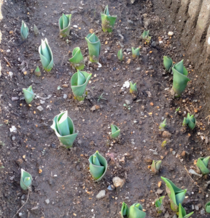 (株)サカタのタネ【1377】 優待チューリップ🌷 今年は球根が分割して芽が出てるのがいくつかある🧐 こういうのは、花が小さいか、葉だけで咲かない時がある🤔  まぁ後一ケ月もすれば咲くでしょ、何色か楽しみ🤗  ここに限らず株価は少し上がりが早い？ こういう時は下がるのも早いから、高値掴みしない様に注意🤨