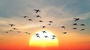 DIC(株)【4631】 おはようございます。 増収増益なので増配 4000円台は通過点でしょう。 ハイトウ鳥さんも 北の国は寒すぎて 飛んできますよ。