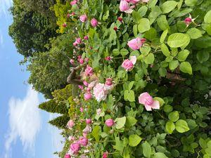 カイエ  cahier 平塚にあるバラ🌹園に行ったのです^_^