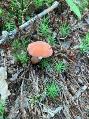ホクト(株)【1379】 今年うちの地域は雨量のせいか気温のせいか夏のキノコなかなか出てこない… それでもちっちゃいチチタケを発見🍄‍🟫 ほんの少しだけ傷つけさせてもらった この乳白色の液、すぐ出るし乾燥してくるとベタつくからどうやって持ち帰るのが正解かいまいちよくわからないけど、いい出汁が出る🍄‍🟫 いつも適当に味付けしてうどんの具にしてるけど、いつか栃木に行った際には本場のチタケうどんを食べてみたい  https://www.hokto-kinoko.co.jp/kinokolabo/album/8489/