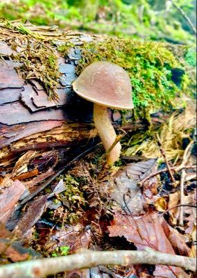 ホクト(株)【1379】 散歩してたらアケボノアワタケ🍄‍🟫 毎年1,2本見かける自分の中では結構レアなキノコ https://www.hokto-kinoko.co.jp/kinokolabo/album/297411/  キノコは夏でも味噌汁とかパスタとかカレーとか主役級に入れてるからか、自分は常に元気なんだよなぁ💪