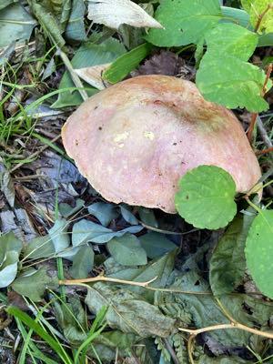 ホクト(株)【1379】 キノコパワー足りないんじゃないの？🍄‍🟫👊 昨日見つけたアカジコウでも載せておこう🍄 去年も出ていたけど今年も出ていた  昨日のは自分もウラムラサキかなーとは思ってるけど、ヒョロヒョロのキノコは歩いてるうちにすぐにボロボロになりそうだから採らないしなあ というか全体に紫なのにウラムラサキの謎 https://www.hokto-kinoko.co.jp/kinokolabo/album/81128/