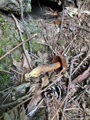ホクト(株)【1379】 毒キノコは載せるなと言うことか🍄 なら、今日発見したアメリカウラベニイロガワリ 最初見た時には呪文かよと思った長い名前で、アメリカ要素は？ってなるイグチ だけど、鑑定してもらう時にたぶんアメリカといえばわかってもらえる不思議🍄‍🟫