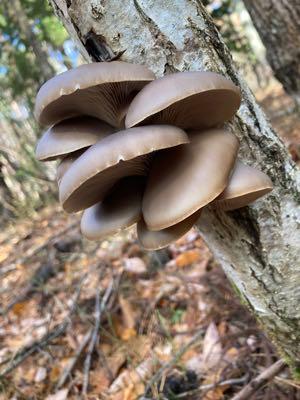 ホクト(株)【1379】 この前ナメコを採った日に小さいヒラタケを発見していたので、今日成長具合見て収穫してきた🍄🟫 ヒラタケやナメコとかの晩秋のキノコはタマゴタケと違って成長がゆっくり 時期のものを食べようと思って、ヒラタケと牡蠣のグラタンにする予定🍄🟫 https://www.hokto-kinoko.co.jp/kinokolabo/album/239846/