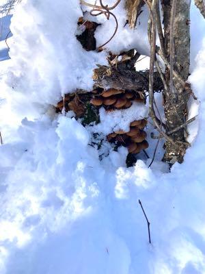 ホクト(株)【1379】 雪の中でもナメコとヒラタケは元気💪 雨にも負けず風にも負けず、雪にも夏の暑さにも負けぬ🍄🟫