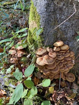 ホクト(株)【1379】 今年もお疲れ様でした! 来年も美味しいキノコをよろしくお願いします🙏 では良いお年を! https://www.hokto-kinoko.co.jp/kinokolabo/album/43089/