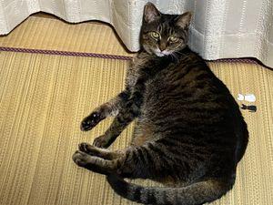 雑談のみの部屋 こんばんは。 もう、みーたんは大丈夫でちゅ。 おうちにいたいでちゅ･･･って感じでしょうか。 それとも、にゃにか違和感あるのを隠してるのか･･･😭 　 昨日の病院では、点滴待ってる間 私がヨシヨシしてても まんまるおめめでキョロキョロお部屋中を見てました。 ここはどこにゃ？にゃにされるの？って。 怖かったね、本当にがんばりました。  今夜はお仕事1軒だけ。 帰って「みーたん、ただいま。ママ帰ったよ」と 声かけしたら、ムクッと起きてくれました。 その時の写真です。  長くなったついでに(?) 昨日の病院は、みーたん6年前に１度診てもらったことがありました。ただ、おうちに来てくれて2〜3日しか経ってなくって。 診察室を走り回られても困るし、洗濯ネットに入れて連れてきてくれてたら･･･と先生に言われて、猫エイズとかの検査等ほぼ何もできず。 カルテに書いてあったのか、先生が「前の時は触れなかったけど、今は誰でもOKになったのね。がんばったね」と、みーたんに話しかけてくれました。 たまちゃんが通院してた時も、「診察が終わったらあれだけイヤがってたゲージにすぐに入るのね」と私が言うと、微笑みながら「そんなもんだよ」とおっしゃってたの思い出しました。優しい先生です。 あっ、今のかかりつけの先生も優しいです。 みーたんが泣いてると、ニコニコしながら大丈夫だよ。って感じで微笑んでくれます。  みーたん、カリカリ食べにきました。 今から、みーのごはんします。 最後まで読んでいただきありがとうございました🙇&zwj;♀️
