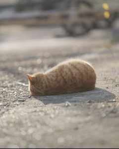 東京電力ホールディングス(株)【9501】 営業稼働近いが予想してる900はまだまだ遠いが 今日は少しよくできました。