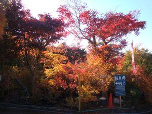 髭団（ローソク足の髭を愛する団体） 紅葉キレイでしたー