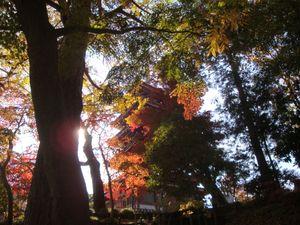 髭団（ローソク足の髭を愛する団体） おはようございます。 11/24の本土寺（千葉県松戸市）