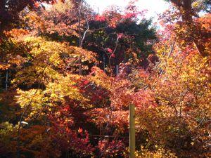 髭団（ローソク足の髭を愛する団体） 。