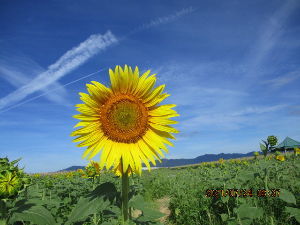 いつでも夢をパート2 パート5 花の海の向日葵は 今から~満開の時期に入るそうです