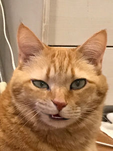 3521 - エコナックホールディングス(株) 130超えたね