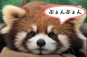 [裏トロ] (186A) アストロスケール・スピンオフ! こんなかんじなう