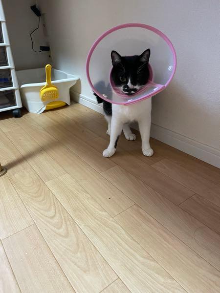 日本金銭機械(株)【6418】 新札バブルで参入組、自分の間違いを忘れないために少しだけこちらの株をキープ中ですにゃ 配当金が救いにゃ😹  今年も皆様お疲れ様でした  利益と配当金はお猫様のために使います